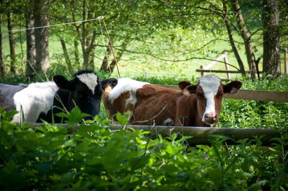 vaches gîte les bruyères carré moyaux calvados normandie