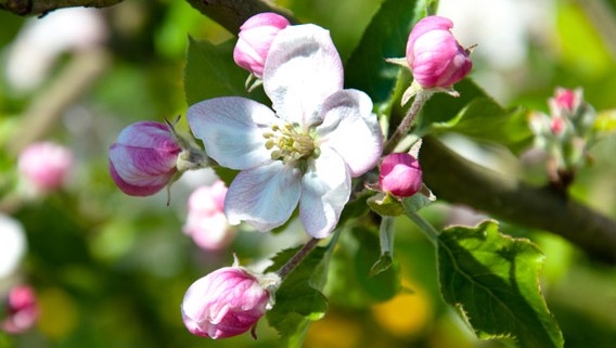 fleurs de pommiers les bruyères carré moyaux calvados normandie