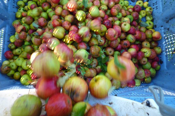 pommes les bruyères carré moyaux calvados normandie