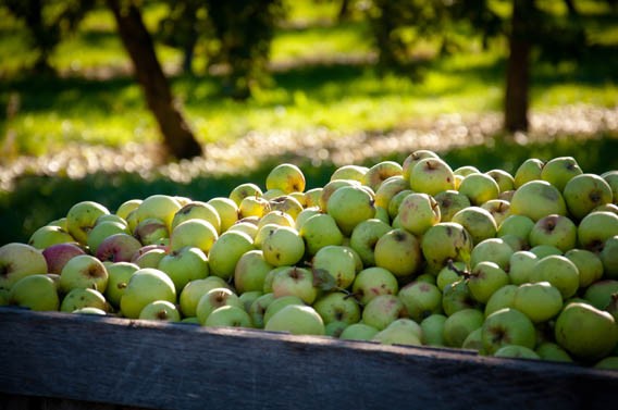 récolte pommes calvados normandie