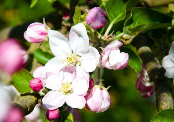pommiers fleurs calvados normandie moyaux lisieux