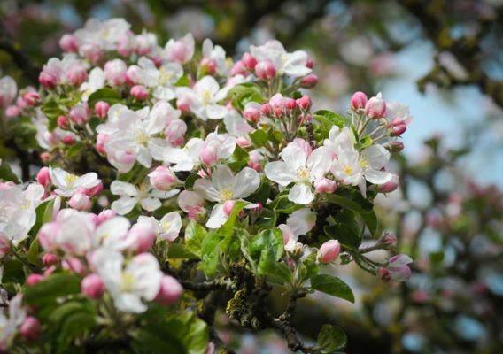 pommiers fleurs calvados normandie moyaux lisieux