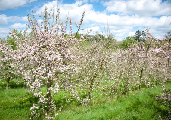 pommiers fleurs pays d'auge lisieux calvados moyaux normandie