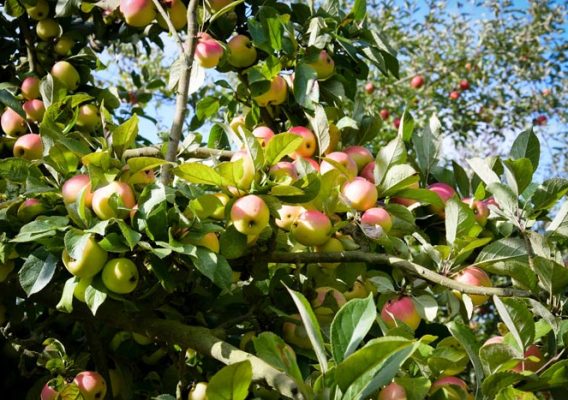 récolte pommes bruyères carré calvados normandie