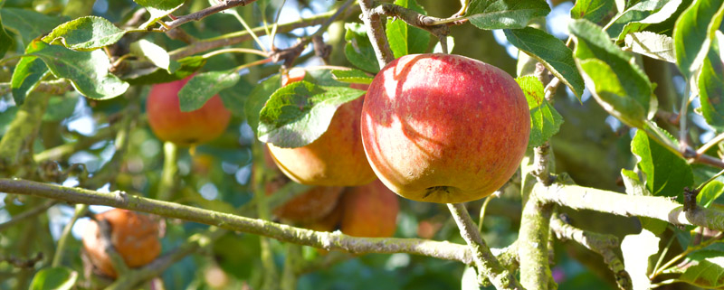 récolte pommes pays d'auge