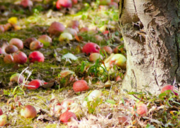 photographie vergers pommes pays auge